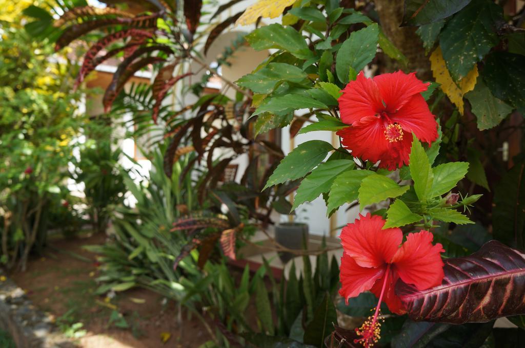 Tandem Guesthouse Hikkaduwa Esterno foto